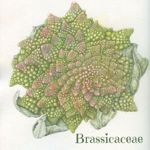 Brassicaceae