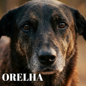 Orelha