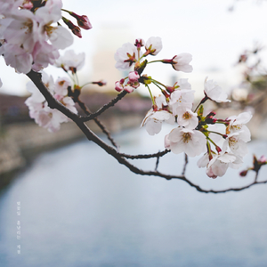 벚꽃잎 흩날리는 계절