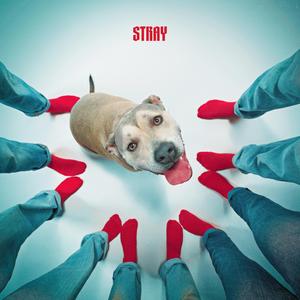 Stray