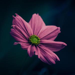 I’ve Got Your Back (Niềm Tin)