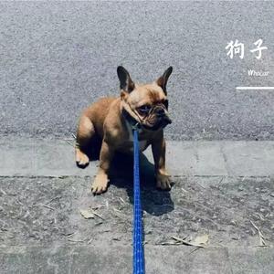 狗子(demo)