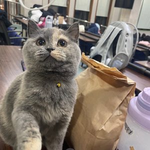 拜拜辛德拉（guitar女声）