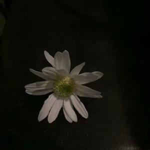 从没有爱过（翻自 于黑蛋）