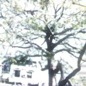 S.R.-随便什么名字