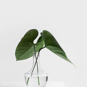 唯美静态绿植 (3)