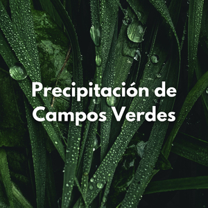 Lluvia Y Vegetación