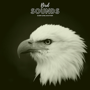 New Bird Wave