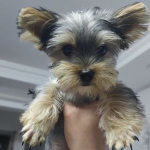 汪汪星球快乐排队