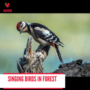 Mid Day Lake and Rabbits