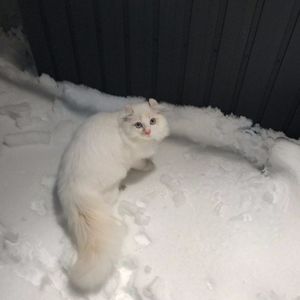 我在(cover谭松韵)