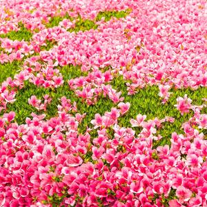 Fertile