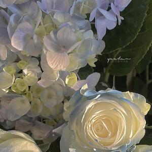 中文电摇-你坠入爱河了