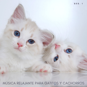 Calma Música Para Gatitos