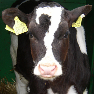 どんどんこしみず