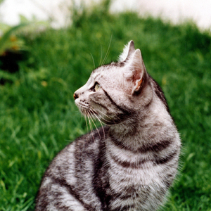 Canción de Amor para una Novia Inexistente