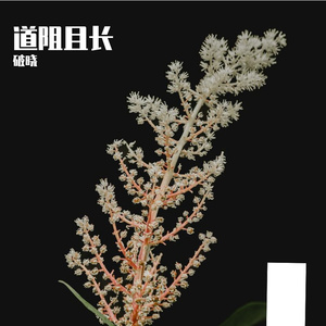 街头(prod by BERL1IN)