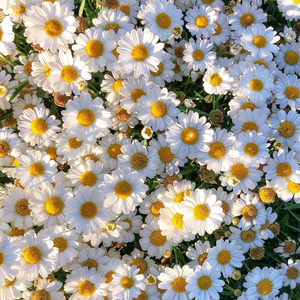 【DDR】放我一马丨 Bedroom Pop Free Beat