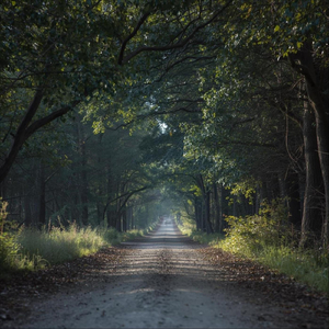 Down a Dirt Road