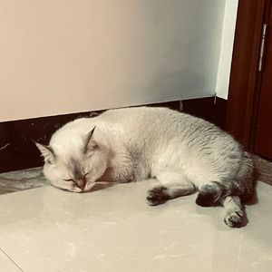 "停止幻想" 痛苦 BOBBYNOPEACE | SASIOVERLXRD Type Beat