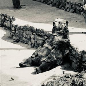 Surviving Organizational