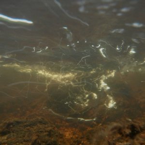 the ant & the cricket