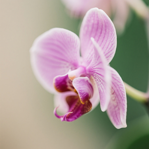 Mimpi Seperti Langit Lagu