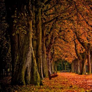 可惜不是你 remix