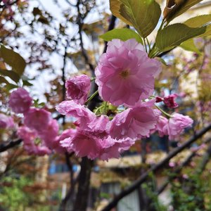 我在长沙想你_QQ浏览器格式转换_QQ浏览器转格式