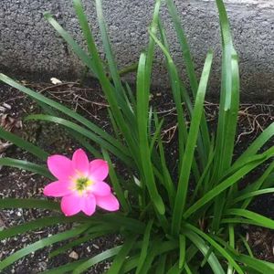 你的眼睛-雷利波