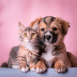 Acordes Armónicos Flotantes