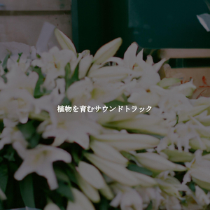 Quiet Ambience for Golden Wishes