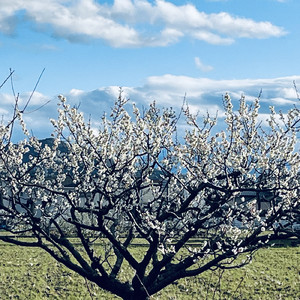 SHIRAKAWA (feat. Kazuhiro Katai) [Reprise]