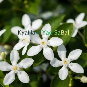 KyaNaw Yae Sabal