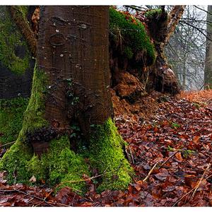 Autumngreen