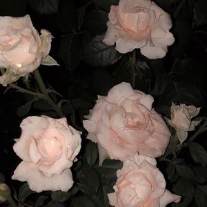 慢慢（cover小乐哥）