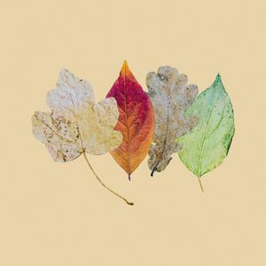 goodbye, rusted leaf