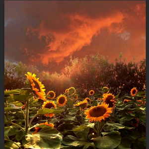 梦幻夜晚的初夏