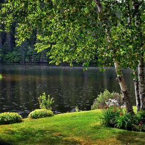 La Precencia del Viento en El Suelo del Bosque Profundo