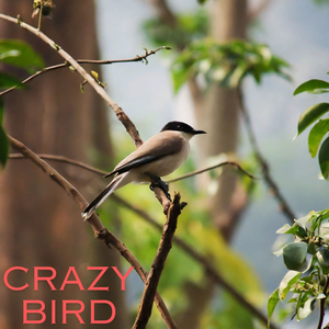 Crazy bird