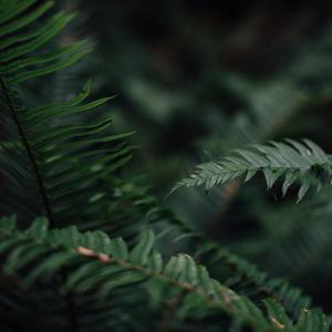 JUMANJI（勇敢者游戏）