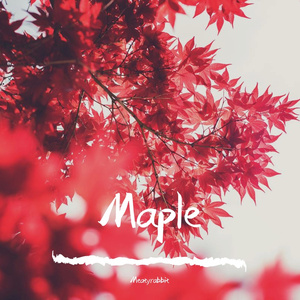 Maple