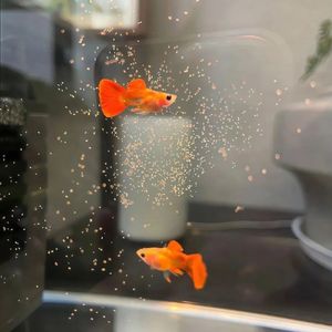 过活（邮差和信 海鸟和鱼）