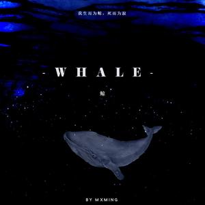 鲸（whale）