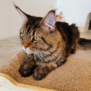 罗曼罗兰曾在米开朗琪罗传中这样写到