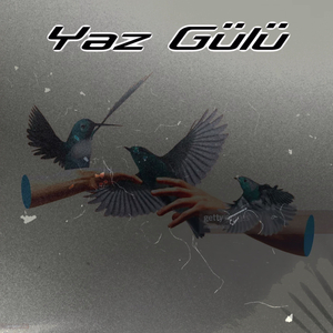 Yaz Gülü