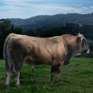 南部牛追い唄 - 高音質ハーモニカ＆ピアノ