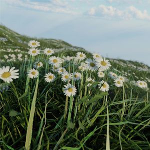 晴春拂晓（纯音乐）