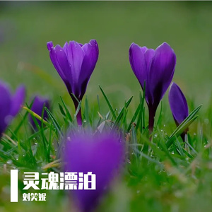 45.灵魂漂泊
