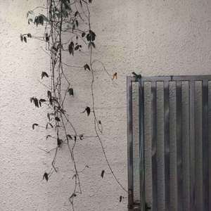 情愿